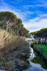 Panorama of a canal in the maritime pine forest of the Tombolo reserve in Bibbona, Tuscany, Italy