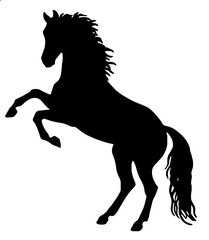 Obraz na płótnie Canvas black horse silhouette