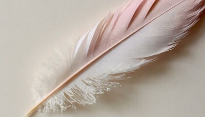 white feather on black background
