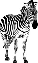 Zebra animal silhouette illustration vector for animal day