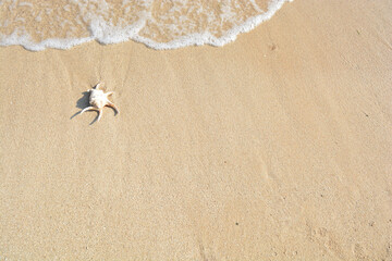 Shells on the sandy beach, waves crashing on the shore, idea of tourist season, summer. Tropical...