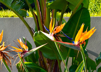 A bird of paradise plant in a sunny garden plot.