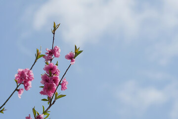 桃の花と青空の調べ