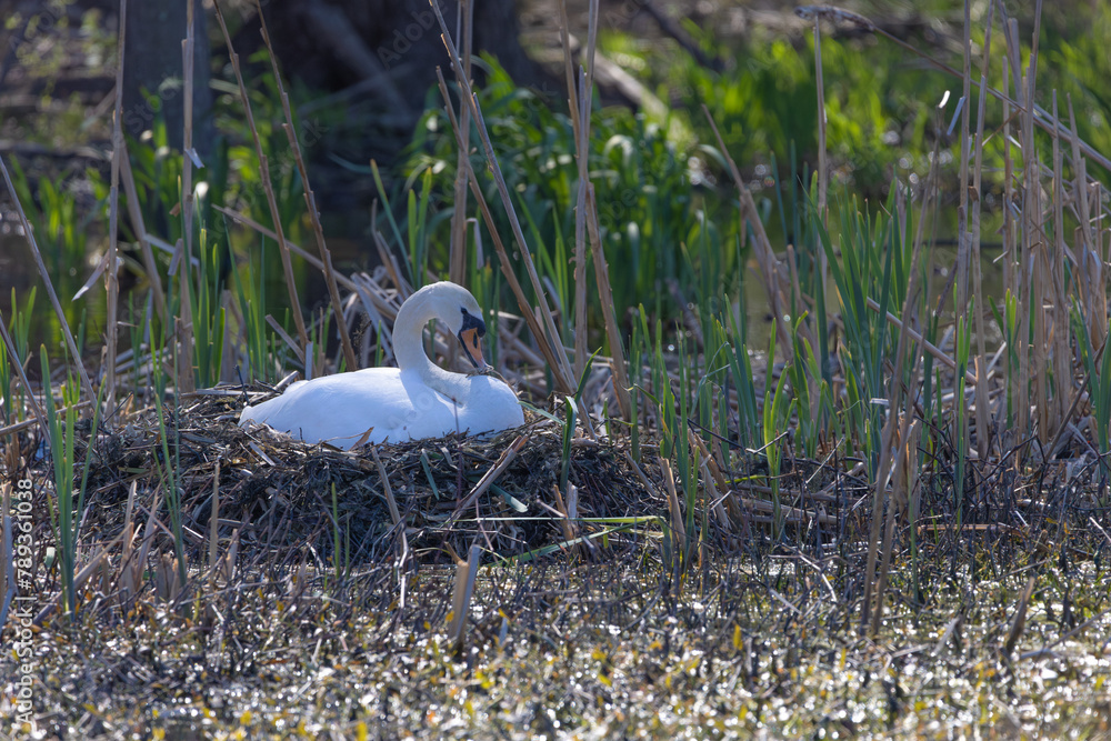 Wall mural Swan constructing nest at water's edge  in Franklin Lakes