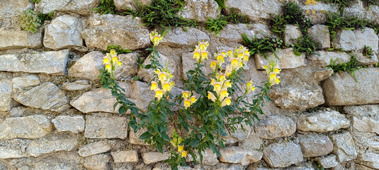 belles fleurs jaunes poussant sur un mur en pierre	