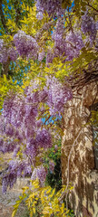 Glycine mauve fleurs sur un mur