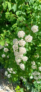 arbre &agrave; fleurs blanches, en gros plan
