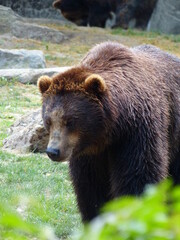 Ours brun