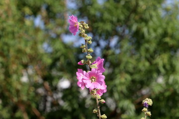 Green plants and flowers close up. Abstract natural background made of plants and flowers.