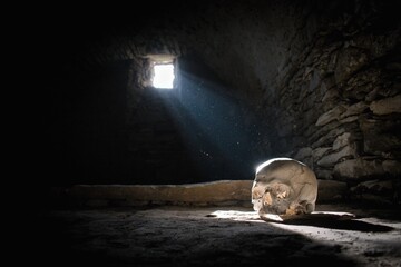 Human skull in the scary underground, spooky old castle cellar