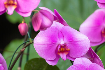 Fototapeta na wymiar Orchids, flowers, Chiang Mai, Thailand