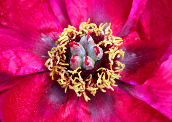 Close up of pink Peony flower