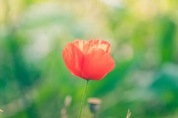 Obraz premium red poppy in the field