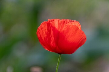 Fototapeta premium red poppy in the field