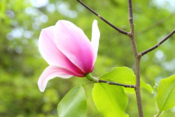 Blooming magnolia detail. Magnolias are spreading evergreen or deciduous trees or shrubs characterised by large fragrant flowers.