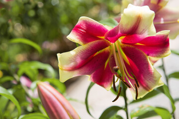 Lilium 'Red Dutch' is an asiatic hybrid lily with red flowers edged yellow . - obrazy, fototapety, plakaty