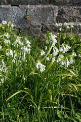 Obraz premium Ail des ours, Allium ursinum