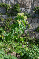 maceron, Smyrnium olusatrum