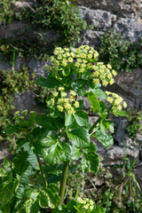 maceron, Smyrnium olusatrum