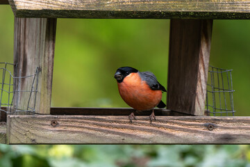 Bouvreuil pivoine,.Pyrrhula pyrrhula , Eurasian Bullfinch, Mâle