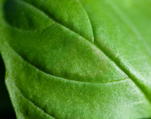Macro of basil leaf. Aromatic herb used extensively in cooking.