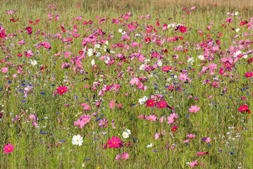 Friche fleurie, cosmos