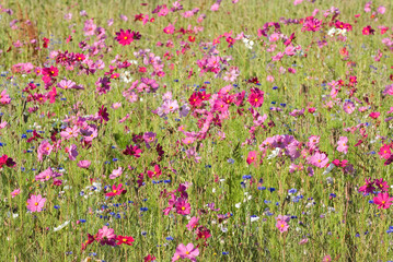 Friche fleurie, cosmos