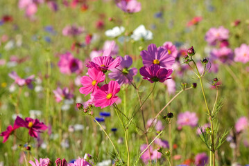 Friche fleurie, cosmos