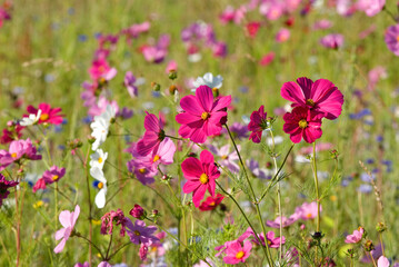Friche fleurie, cosmos