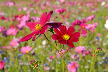 Fototapeta premium Friche fleurie, cosmos