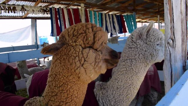 White and brown alpaca eating in their corral in the Andes mountain range surrounded by vegetation and clouds with blue sky in the heights of Peru in Latin America