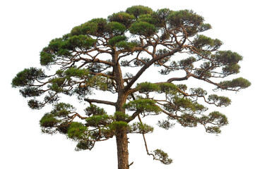 pine tree isolated on transparent background.