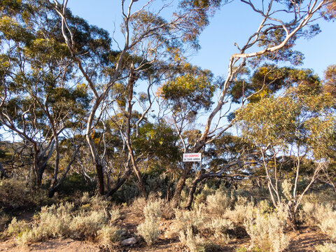 mallee trees and saltbush in rural area with a small sign that says no camping