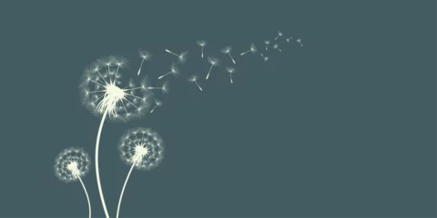 Fotobehang Vector illustration of dandelion time. Beautiful realistic Dandelion seeds blowing in the wind. The wind inflates a dandelion isolated in an editable evening background. © TestersDesigns