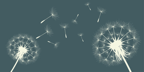Vector illustration of dandelion time. Beautiful realistic Dandelion seeds blowing in the wind. The wind inflates a dandelion isolated in an editable evening background.