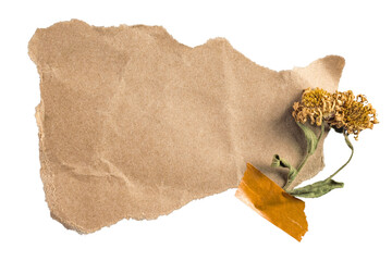Brown paper png sticker, botanical design, transparent background