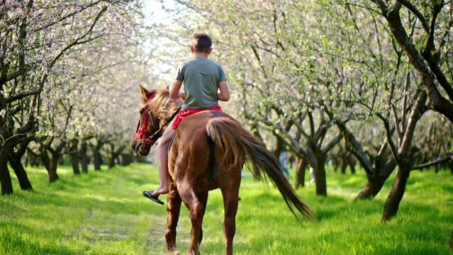 Man horseback riding in a field of blooming trees
