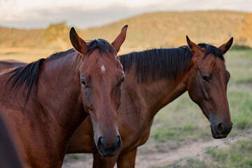 Horses gathering together at fence line on rural property