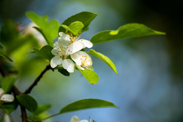 Close-up of a white colored pear flower with green leaves on a twig