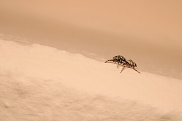 little jumping spider macro photo