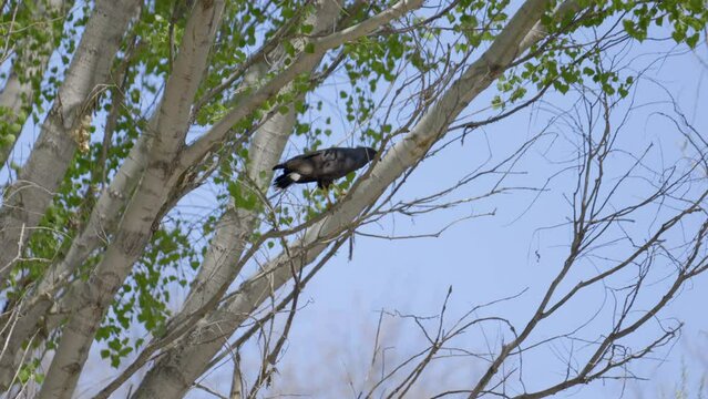 Common Blackhawk Falling Out of a Tree