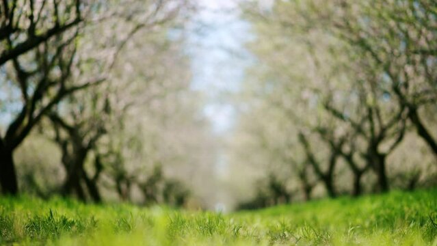 A field of blooming almond trees and green grass