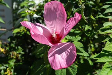 夏の緑中で、ひと際大きく咲くピンクのムクゲ