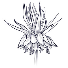 freehand drawing Fritillaria imperialis vector illustration