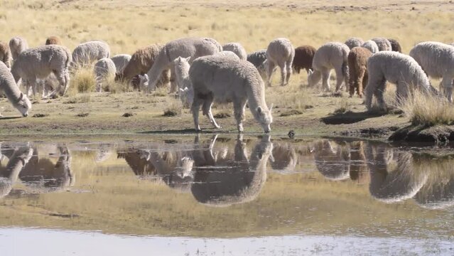 Colorful alpacas grazing with reflection in the water in the Andes mountain range surrounded by vegetation and clouds with blue sky in the heights of Peru in Latin America