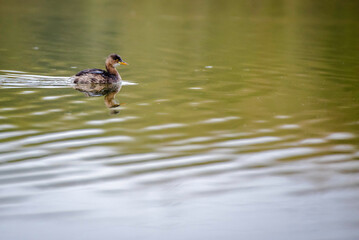 The little grebe (Tachybaptus ruficollis), also known as dabchick