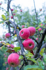 Close-up of red apples on a branch. A late variety of apple in autumn.Branch of an apple tree.Natural food, harvest, apples.