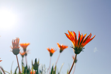 Vibrant yellow and orange gazania flowers with blue sky background