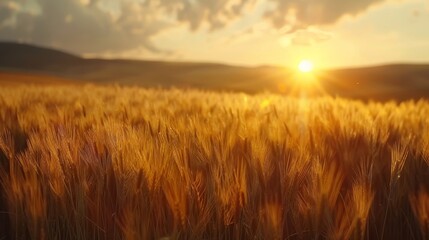 Obraz premium A field of golden wheat with the sun shining brightly on it
