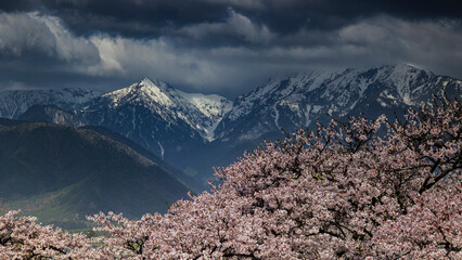 大町公園の桜　曇天と残雪の山